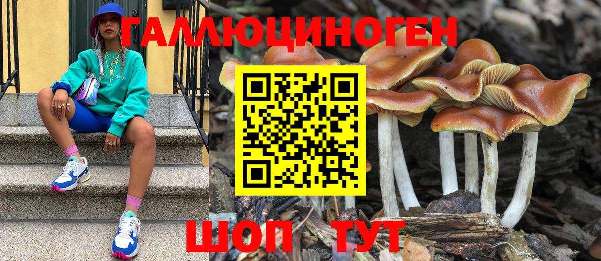 Псилоцибиновые грибы Psilocybine cubensis Тимашёвск